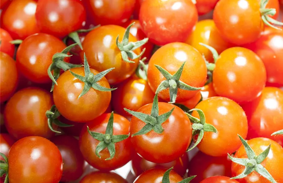 Die Tomate - Aroma, Schönheit und Genuss in eins