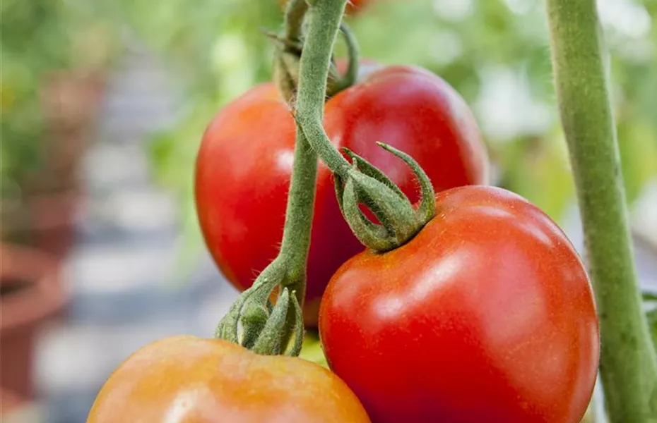 Tomatenrausch - So gelingen Anzucht, Kultur und Ernte