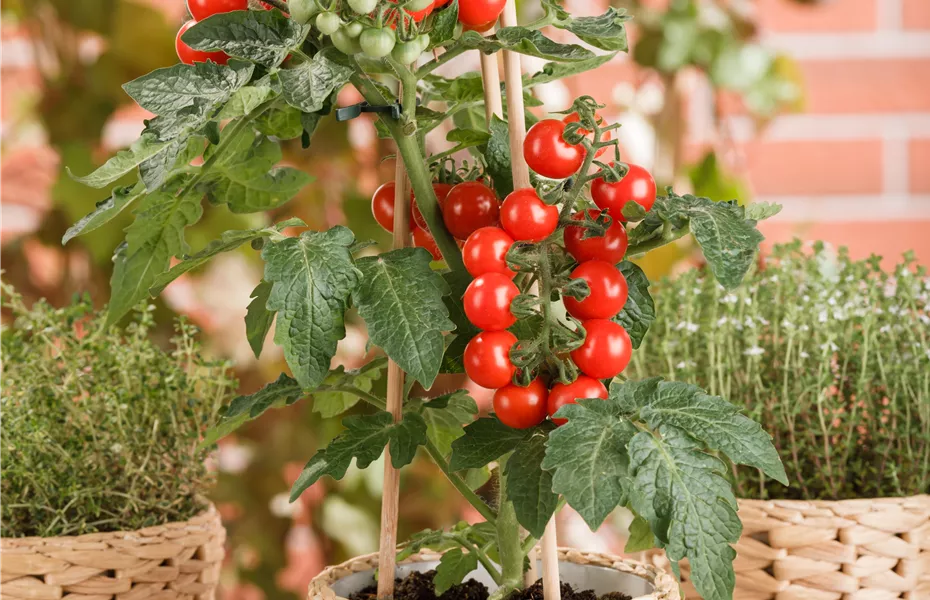 Tomatenrausch - So gelingen Anzucht, Kultur und Ernte