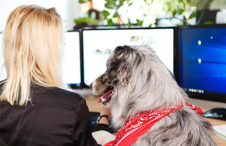 Warum der Nimm-deinen-Hund-mit-zur-Arbeit-Tag gut ist