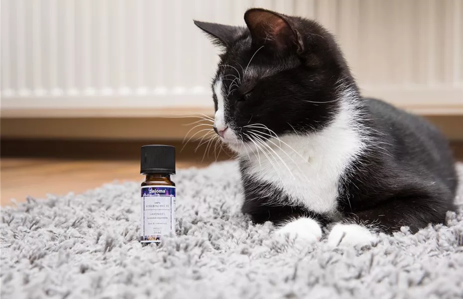 Aromatherapie bei Hund und Katze - Lavendel zur Beruhigung
