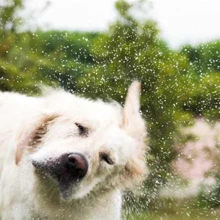 Den Hund im Sommer kühlen: Tipps & Tricks