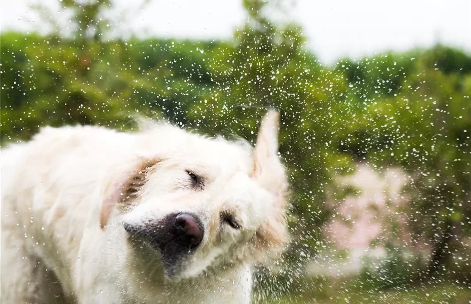 Den Hund im Sommer kühlen: Tipps & Tricks