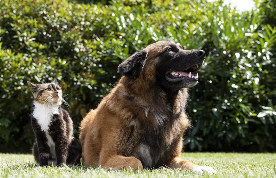 Hund und Katze aneinander gewöhnen – Tipps und Tricks