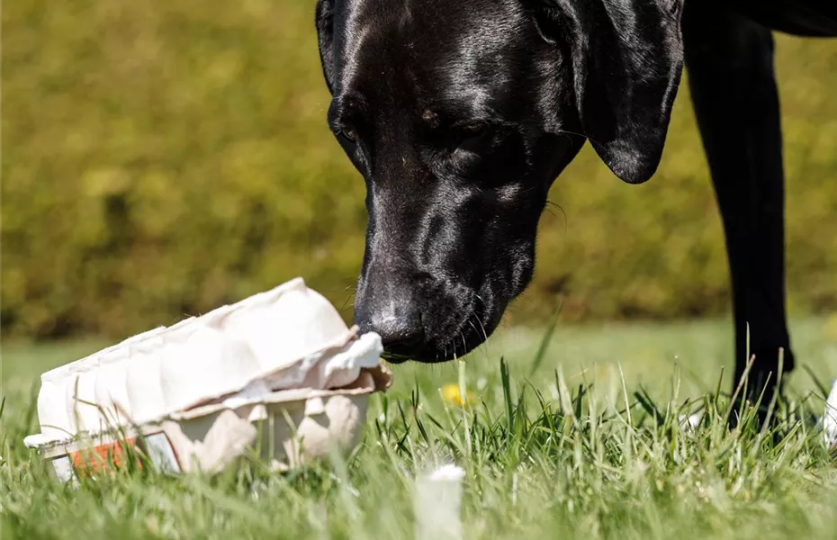 Do it yourself – Intelligenzspielzeug für Hunde selber basteln