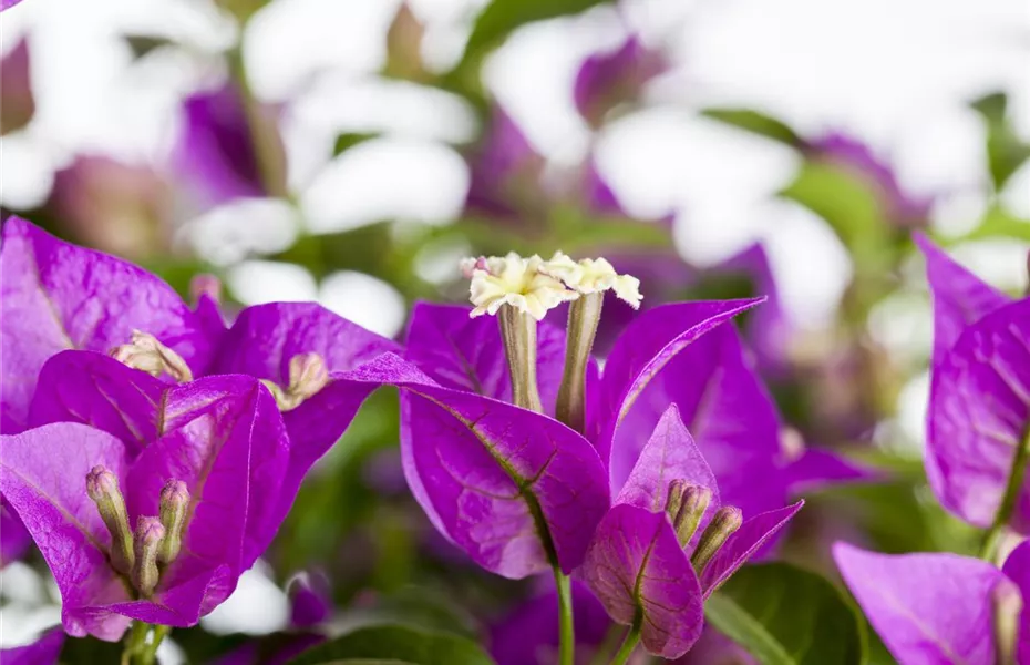 Bougainvillea – Die Wunderblume richtig pflegen