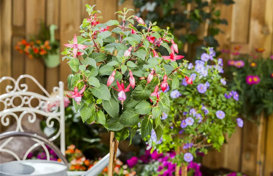 Fuchsien – exotische Schönheiten für Balkon und Garten
