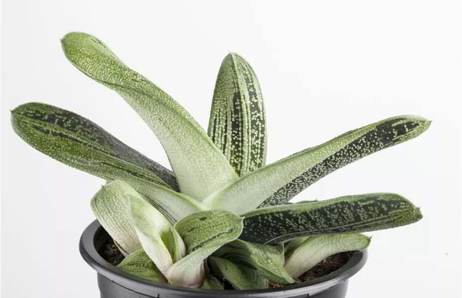 Aloe Vera - die Pflanze, die schön macht