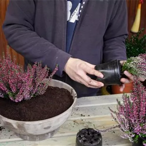Knospenheide - Einpflanzen in ein Gefäß Knospenheide - Einpflanzen in ein Gefäß