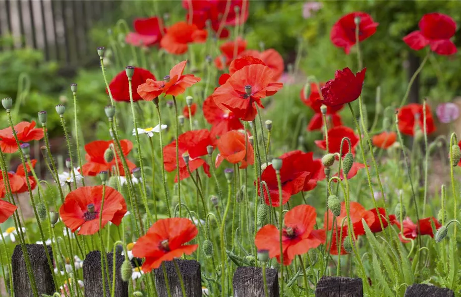 Der Klatschmohn – vom Acker in den Garten