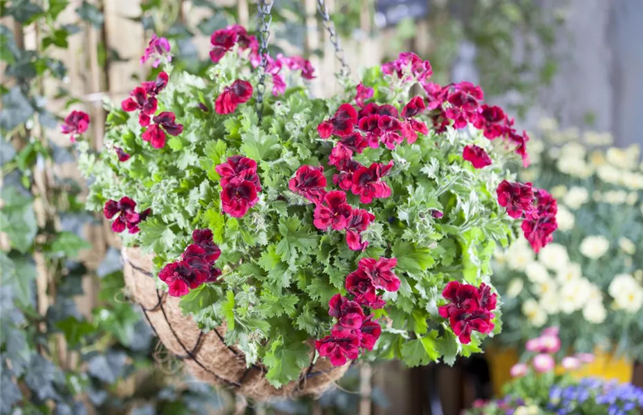 Bereit für den Sommer – Balkon und Garten blühen richtig auf