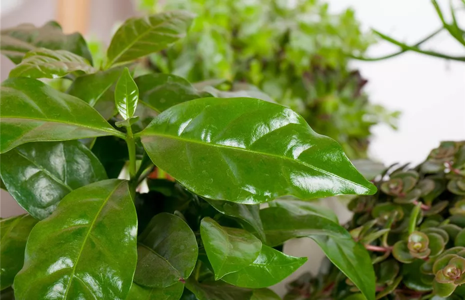 Eigener Kaffee aus dem Garten – das ist möglich