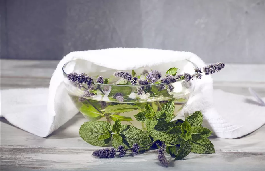 Besondere Kräuter mit ganz besonderen Aromen