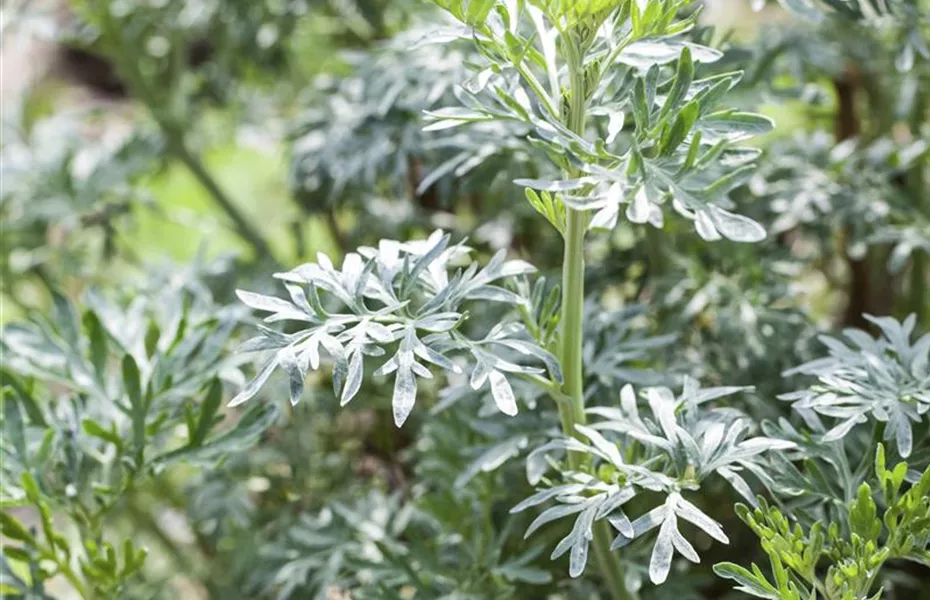 Besondere Kräuter mit ganz besonderen Aromen
