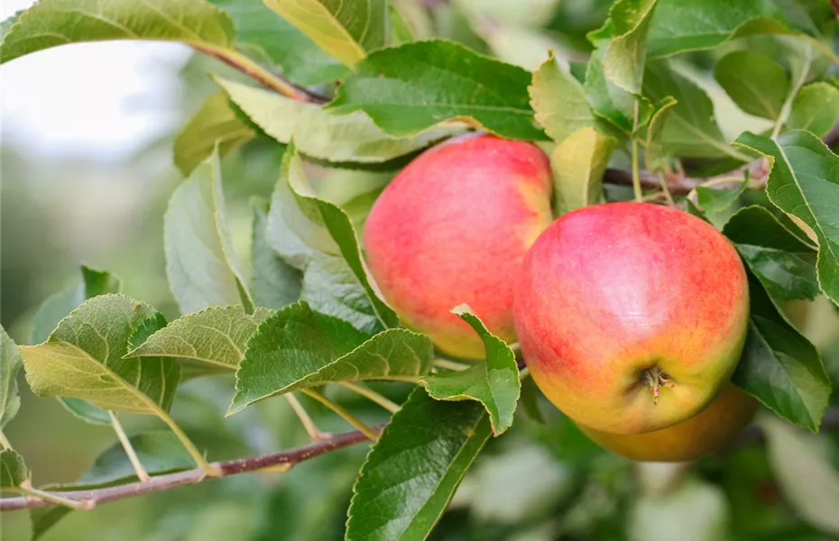 Obstbaumschnitt im Winter