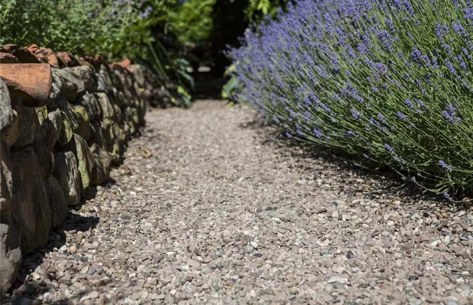 Von Artischocke bis Zucchini: alles für den Bauerngarten