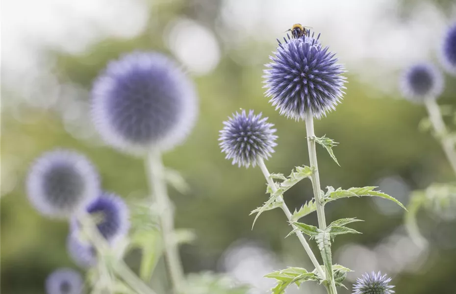 Von Artischocke bis Zucchini: alles für den Bauerngarten
