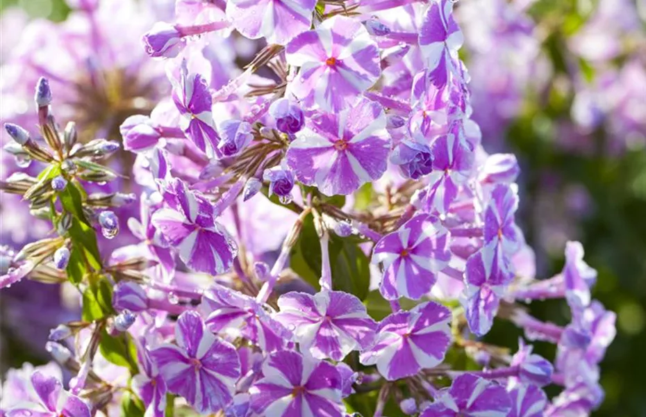 Von Artischocke bis Zucchini: alles für den Bauerngarten
