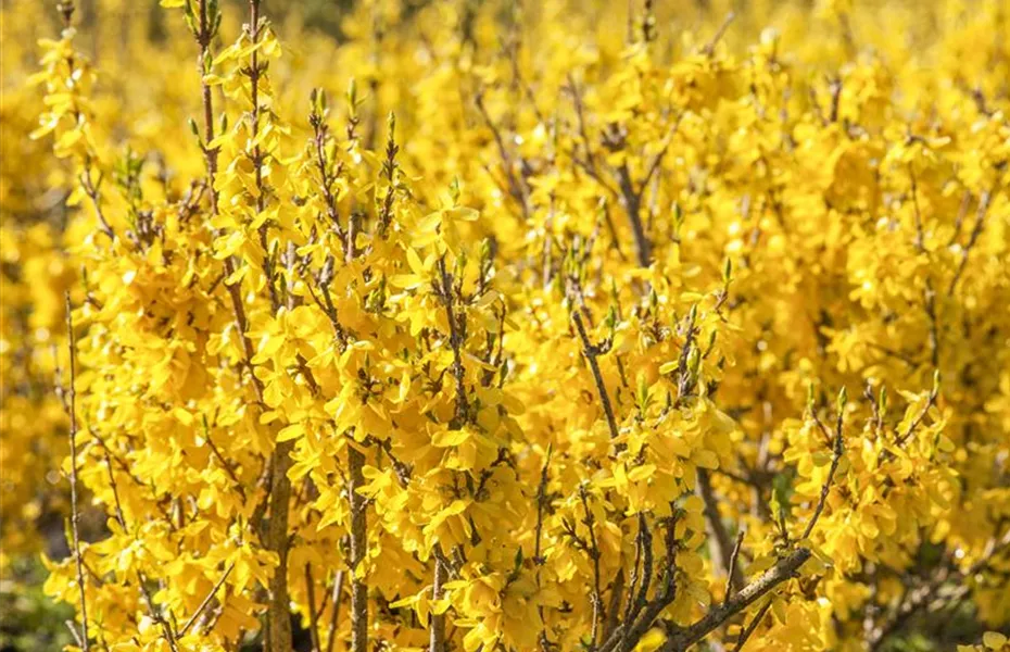 Zaun mal anders: Blütensträucher als Sichtschutz