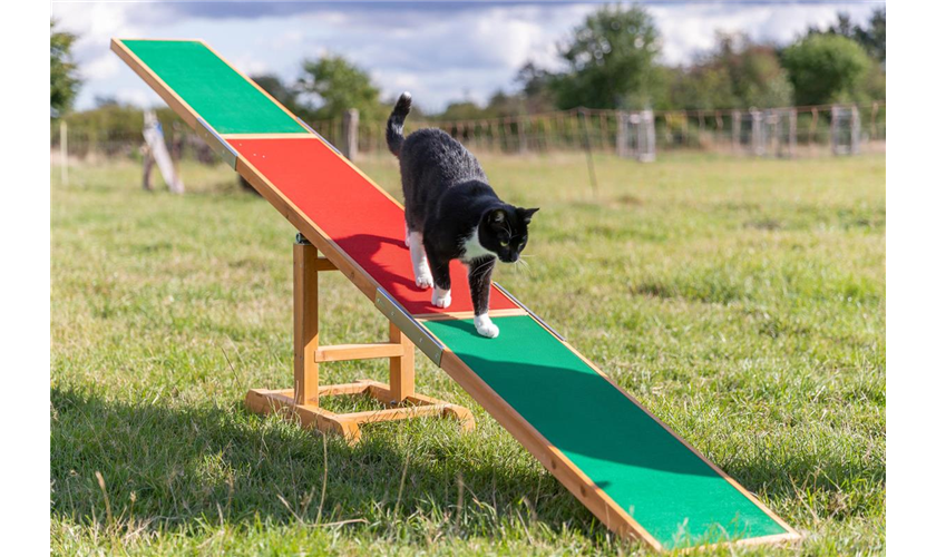 TRIXIE Fun Agility Wippe 300 × 54 × 34 cm