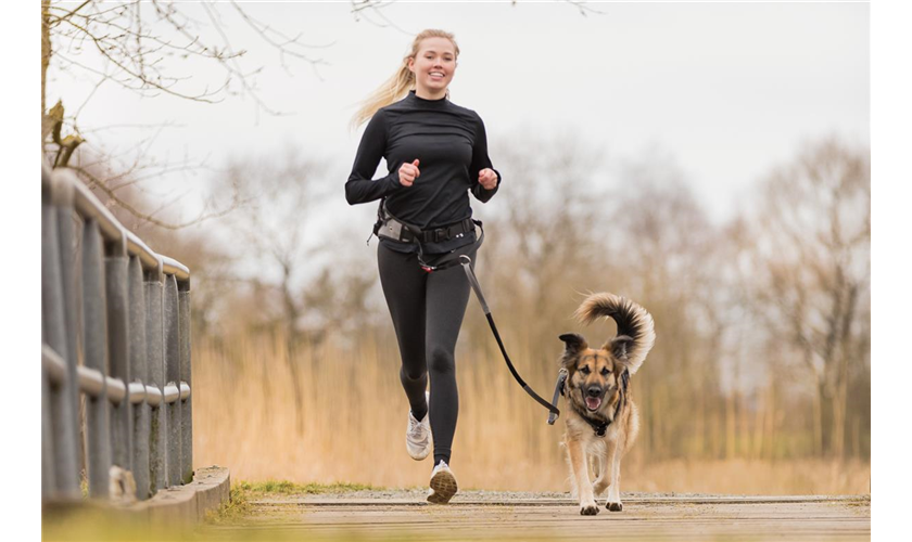 Jogginggurt mit Leine Art.-Nr.: 12769, Maße: Gurt: 70–130 cm/23 cm, Leine: 1,15–1,50 m/20 mm, Bauchumfang: 70–130 cm