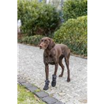 Pfotenschutz Walker Active Long Art.-Nr.: 19416, Größe L-XL, Maße: ø 7-7,5 cm, z. B. für Golden Retriever