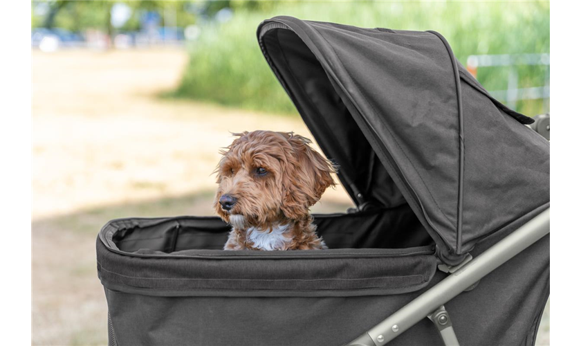 Buggy für Hunde Art.-Nr.: 28960, Maße: 60 × 112 × 120 cm, bis zu: 20 kg Buggy für Hunde Art.-Nr.: 28960, Maße: 60 × 112 × 120 cm, bis zu: 20 kg