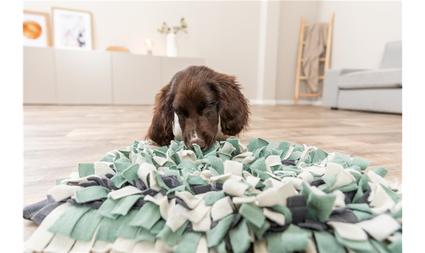 Strategie-Spiel Schnüffelteppich Art.-Nr.: 32037, Maße: 50 × 34 cm Strategie-Spiel Schnüffelteppich Art.-Nr.: 32037, Maße: 50 × 34 cm