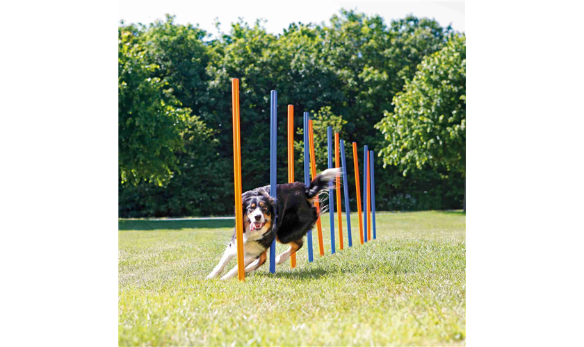 Fun Agility Slalom Art.-Nr.: 3206, Maße: ø 3 × 115 cm, Inhalt: 12 St. Fun Agility Slalom Art.-Nr.: 3206, Maße: ø 3 × 115 cm, Inhalt: 12 St.