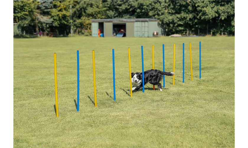 Fun Agility Slalom Art.-Nr.: 3206, Maße: ø 3 × 115 cm, Inhalt: 12 St. Fun Agility Slalom Art.-Nr.: 3206, Maße: ø 3 × 115 cm, Inhalt: 12 St.