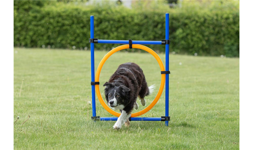 Fun Agility Ring Art.-Nr.: 3208, Maße: 115 × ø 3 cm, ø 65 cm Fun Agility Ring Art.-Nr.: 3208, Maße: 115 × ø 3 cm, ø 65 cm