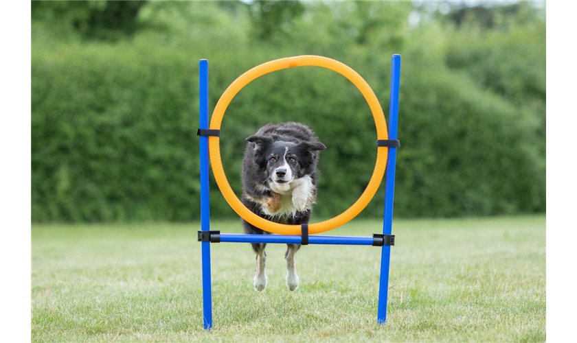 Fun Agility Ring Art.-Nr.: 3208, Maße: 115 × ø 3 cm, ø 65 cm Fun Agility Ring Art.-Nr.: 3208, Maße: 115 × ø 3 cm, ø 65 cm