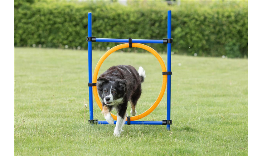 Fun Agility Ring Art.-Nr.: 3208, Maße: 115 × ø 3 cm, ø 65 cm Fun Agility Ring Art.-Nr.: 3208, Maße: 115 × ø 3 cm, ø 65 cm