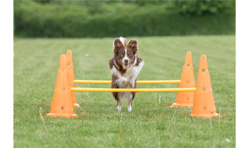 Pylonen-Hindernis-Set Art.-Nr.: 32091, Maße: ø 23 × 30 cm/78 cm, Inhalt 6 Pylonen/3 Stangen Pylonen-Hindernis-Set Art.-Nr.: 32091, Maße: ø 23 × 30 cm/78 cm, Inhalt 6 Pylonen/3 Stangen