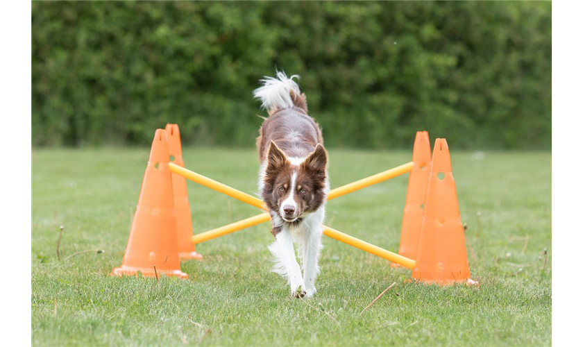 Pylonen-Hindernis-Set Art.-Nr.: 32091, Maße: ø 23 × 30 cm/78 cm, Inhalt 6 Pylonen/3 Stangen Pylonen-Hindernis-Set Art.-Nr.: 32091, Maße: ø 23 × 30 cm/78 cm, Inhalt 6 Pylonen/3 Stangen