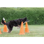 Pylonen-Hindernis-Set Art.-Nr.: 32091, Maße: ø 23 × 30 cm/78 cm, Inhalt 6 Pylonen/3 Stangen Pylonen-Hindernis-Set Art.-Nr.: 32091, Maße: ø 23 × 30 cm/78 cm, Inhalt 6 Pylonen/3 Stangen