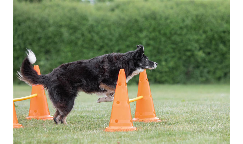 Pylonen-Hindernis-Set Art.-Nr.: 32091, Maße: ø 23 × 30 cm/78 cm, Inhalt 6 Pylonen/3 Stangen Pylonen-Hindernis-Set Art.-Nr.: 32091, Maße: ø 23 × 30 cm/78 cm, Inhalt 6 Pylonen/3 Stangen