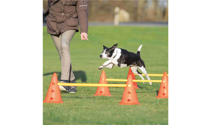 Pylonen-Hindernis-Set Art.-Nr.: 32091, Maße: ø 23 × 30 cm/78 cm, Inhalt 6 Pylonen/3 Stangen Pylonen-Hindernis-Set Art.-Nr.: 32091, Maße: ø 23 × 30 cm/78 cm, Inhalt 6 Pylonen/3 Stangen