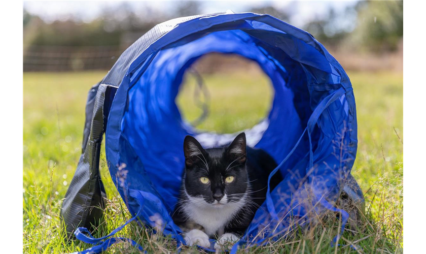 Fun Agility Mini Tunnel Art.-Nr.: 3210, Maße: ø 40 cm/2 m Fun Agility Mini Tunnel Art.-Nr.: 3210, Maße: ø 40 cm/2 m