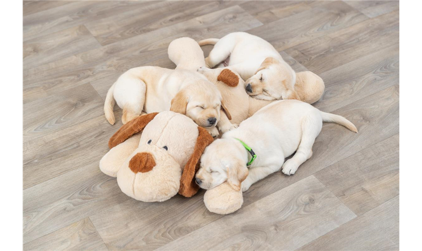 Ankuschelhund Benny Art.-Nr.: 36980, Maße: 75 cm Ankuschelhund Benny Art.-Nr.: 36980, Maße: 75 cm