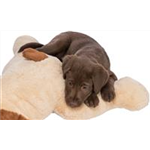 Ankuschelhund Benny Art.-Nr.: 36980, Maße: 75 cm Ankuschelhund Benny Art.-Nr.: 36980, Maße: 75 cm