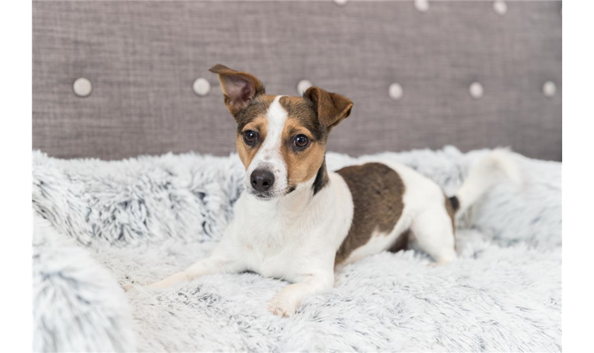 Polster-Schondecke Harvey Art.-Nr.: 38046, Maße: 90 × 90 cm Polster-Schondecke Harvey Art.-Nr.: 38046, Maße: 90 × 90 cm