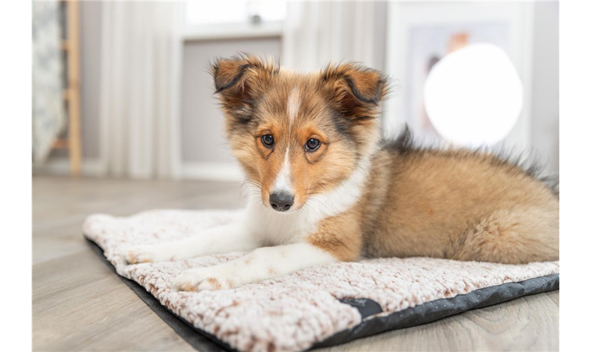 Liegematte Calida Art.-Nr.: 384002, Maße: 100 × 65 cm