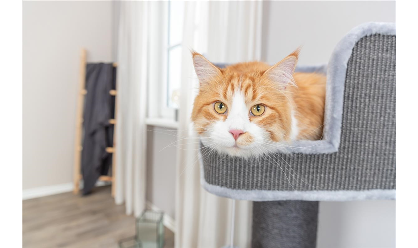 Kratzbaum XXL Ava II Art.-Nr.: 48120, Grundfläche: 50 × 50 cm, Höhe: 112 cm