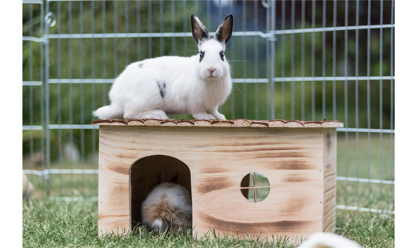 Haus Grete Art.-Nr.: 61975, Maße: 45 x 24 × 28 cm, für z. B Kaninchen