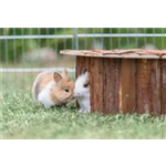 Eckhaus Jesper Art.-Nr.: 62044, Maße: 52 x 18 × 37/37 cm, für z. B. Kaninchen