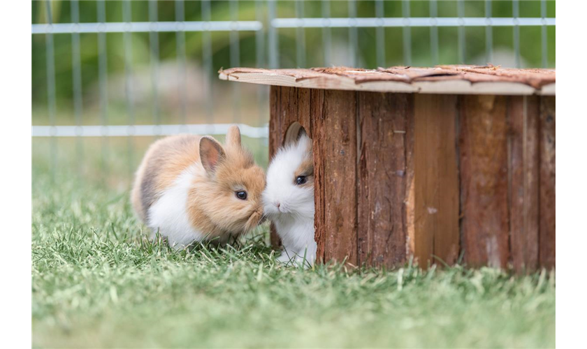 Eckhaus Jesper Art.-Nr.: 62044, Maße: 52 x 18 × 37/37 cm, für z. B. Kaninchen