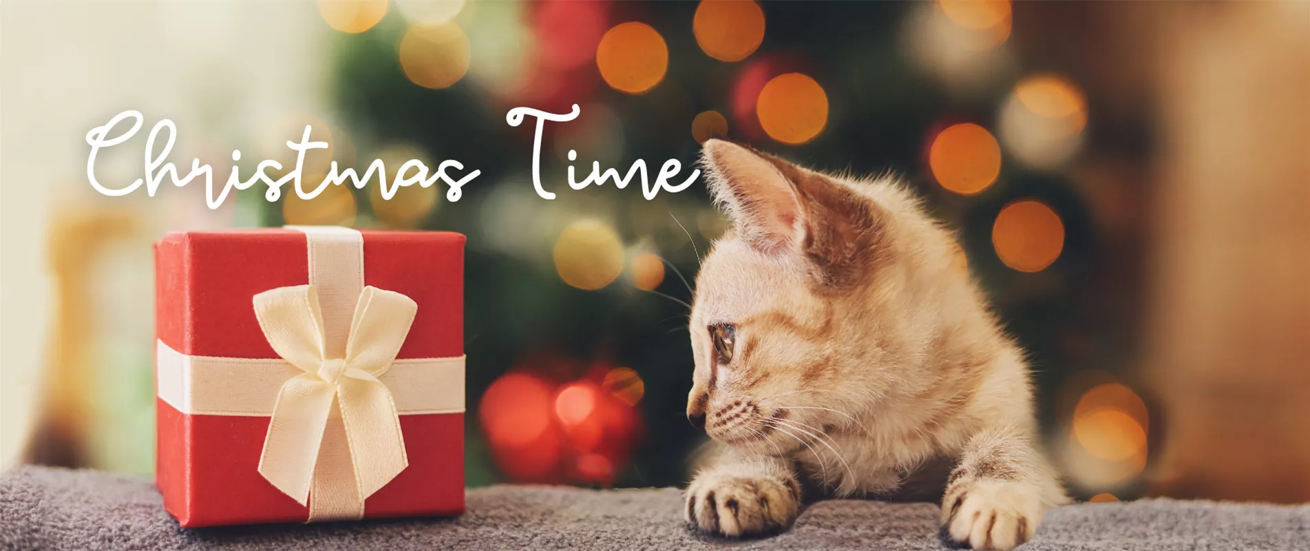 Geschenke für deine Katze