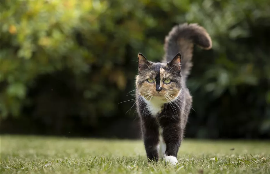 Ein entspanntes Katzenleben mit Feliway