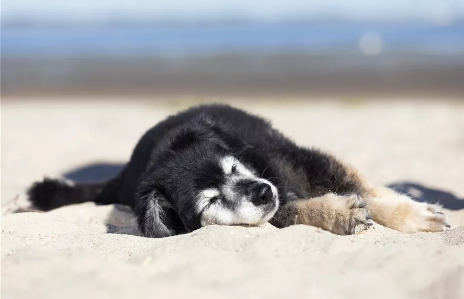 Urlaub mit dem Hund